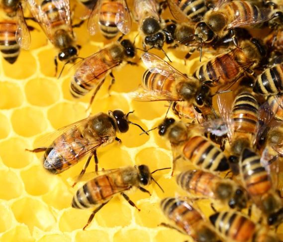 ABEJAS