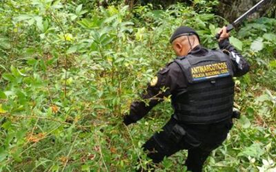 PNC erradica plantación de droga valorada en más de Q500 mil