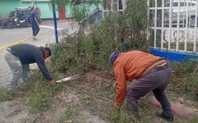 Retiran árbol, el cual cae este lunes, en el Hospital Rodolfo Robles