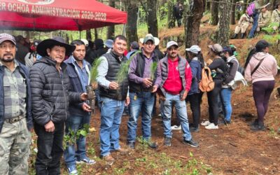Sibilia es escenario de una masiva jornada de reforestación para proteger las fuentes de agua en el occidente