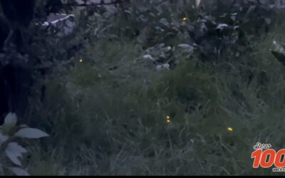 [Vídeo ] Lente 100: Avistamiento de luciérnagas en zona 1 altense