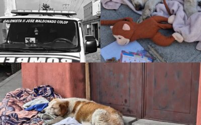 «Peluchita»: La perrita que esperó a su dueño fallecido en Xela busca un nuevo hogar