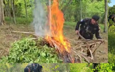 Erradican plantación de hoja de coca valorada en Q. 900 mil en Alta Verapaz