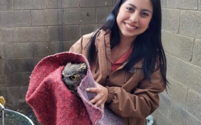 Conap rescata y libera búho virginiano en Quetzaltenango