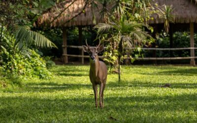 Parque Arqueológico Tak’alik Ab’aj lamenta la pérdida de “Chepe”, su emblemático venado