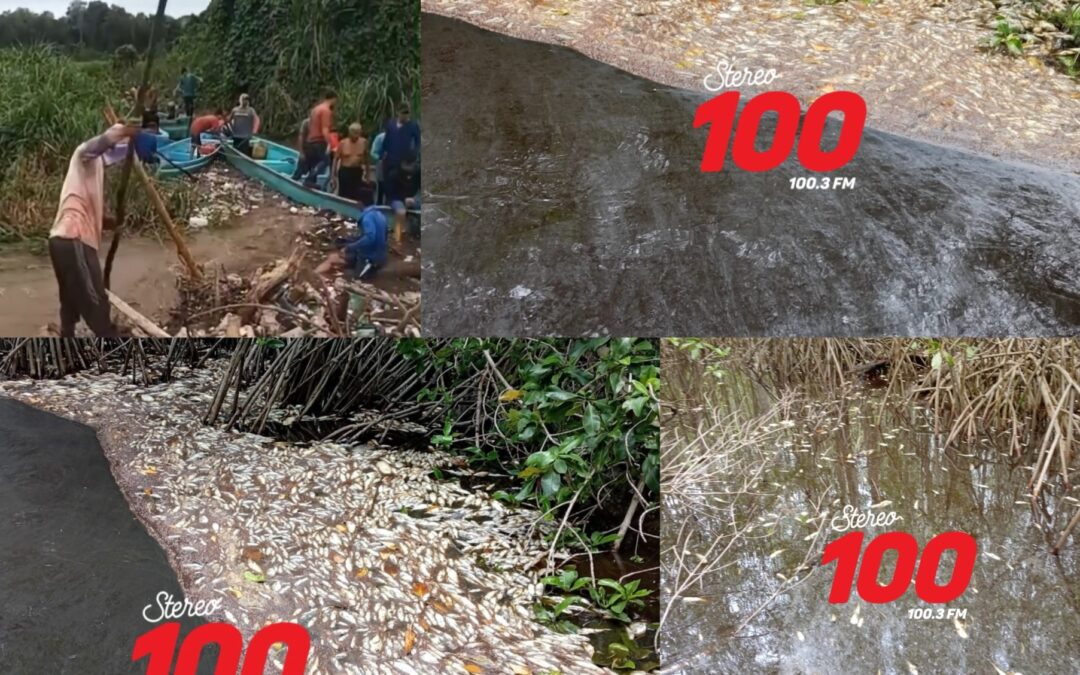 Crisis ambiental y social en Retalhuleu: Mortandad de peces e incomunicación golpean al Manchón Güamuchal