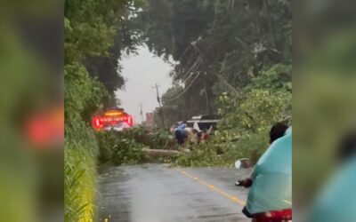 Árbol cayó en ruta entre San Antonio Suchitepéquez y San Miguel Panán