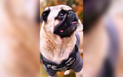 Solicitan apoyo para localizar a «Kayoko», perrito extraviado en la colonia El Vaquero