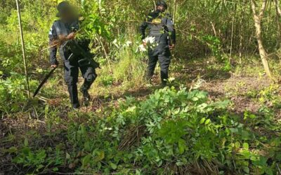 PNC erradica más de 10 mil arbustos de coca en caserío en Petén