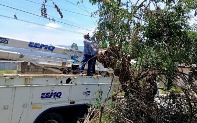 Realizan poda preventiva en líneas eléctricas en zona 9.