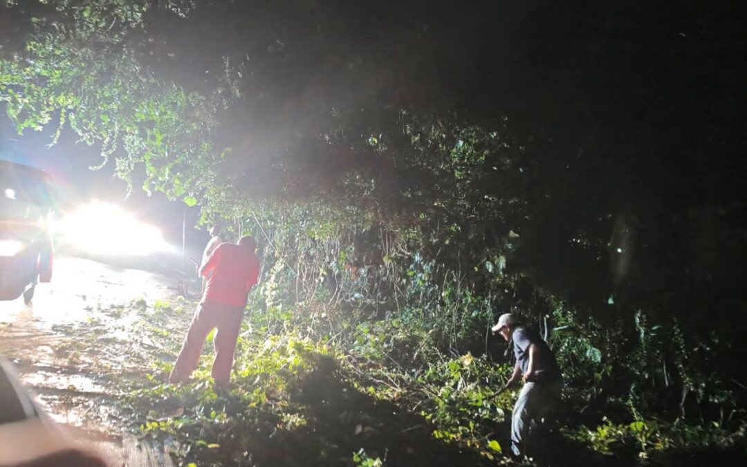 Finalizan trabajos de limpieza tras caída de árbol en km 186.