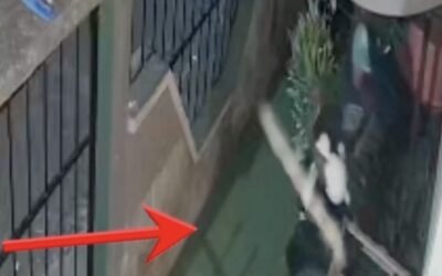 Se roba 3 conejitos de una casa en Nuevo San Carlos: quedó grabado en cámaras.
