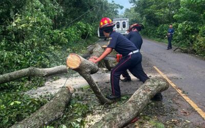Obstrucción de Ruta en Coatepeque por Caída de Árbol es Atendida por Cuerpos de Socorro