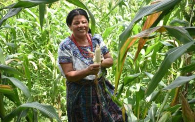 Más de 43 mil pequeños productores cuentan con seguro agropecuario subsidiado.