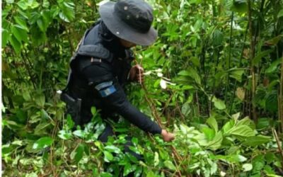 PNC erradica plantación de coca valorada en Q82 mil