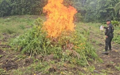 PNC destruye matas de marihuana valoradas en más de Q20 millones