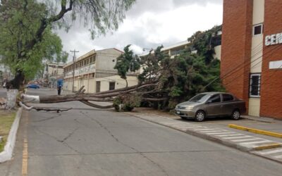 Empresa eléctrica atiende emergencia por caída de árbol en zona 3 de Xela