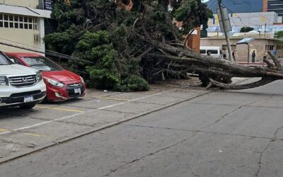 Árbol cae en líneas eléctricas en Quetzaltenango