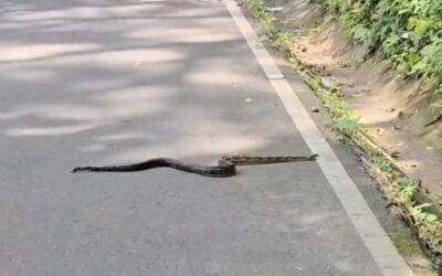 Una serpiente sorprende a conductores en ruta de El Asintal.