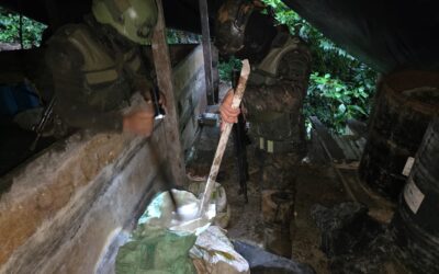 Erradican más de 30 mil arbustos de coca valorados en Q763,500 en Alta Verapaz.