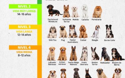 La esperanza de vida de los perros varía según raza y tamaño