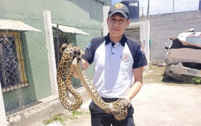 Localizan serpiente en vivienda en La Esperanza.