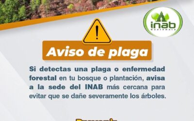 INAB llama a reportar plagas forestales por época seca.