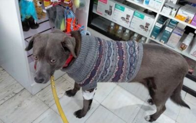 Solicitan donador canino de sangre
