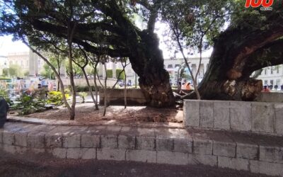 Árbol cae en el Parque Centroamérica de Xela y daña banca patrimonial