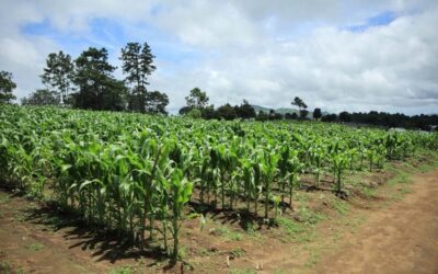 Gobierno anuncia plan de 3 ejes para atender crisis alimentaria por pérdida de cosechas.