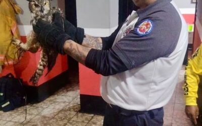 Rescatan a búho en San Juan Ostuncalco