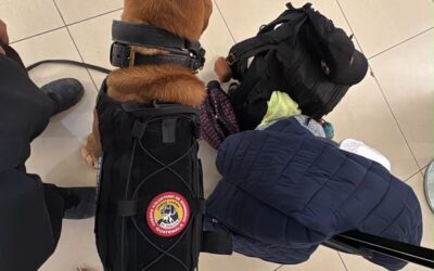 Brigada Canina de Bomberos Voluntarios participará en Estados Unidos de América