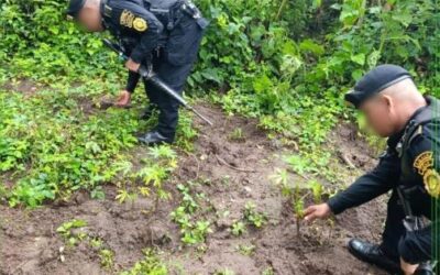 PNC erradica droga en Totonicapán valorada en más de Q3 millones