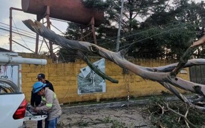 EEMQ espera restablecer energía entre las 11 y 11:30 horas en zona 8 tras caída de ramas